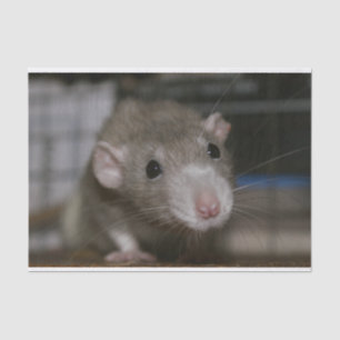Papier Mousseline Rat curieux