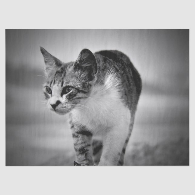 Papier Mousseline recherche papier sur le tissu du chat (Recto)