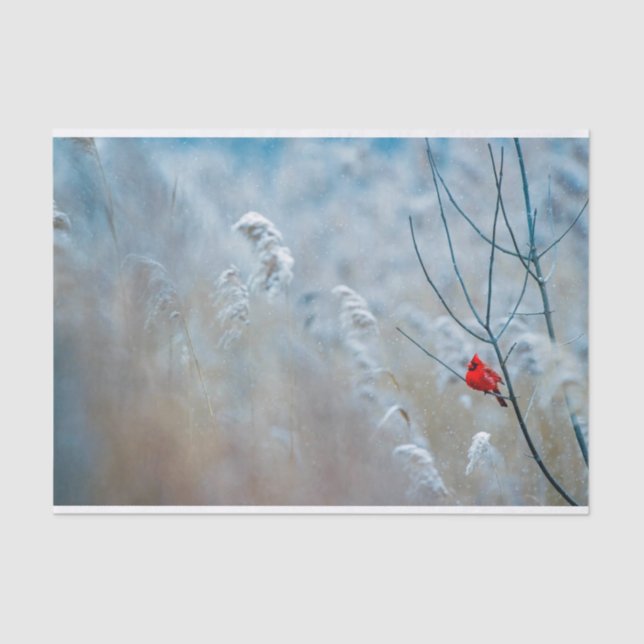 Papier Mousseline Red Cardinal dans Winter Nature Photo de Christmas (Recto)