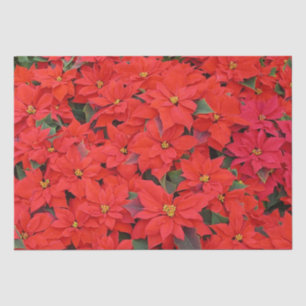 Papier Mousseline Red Poinsettias I Christmas Holiday Floral Photo
