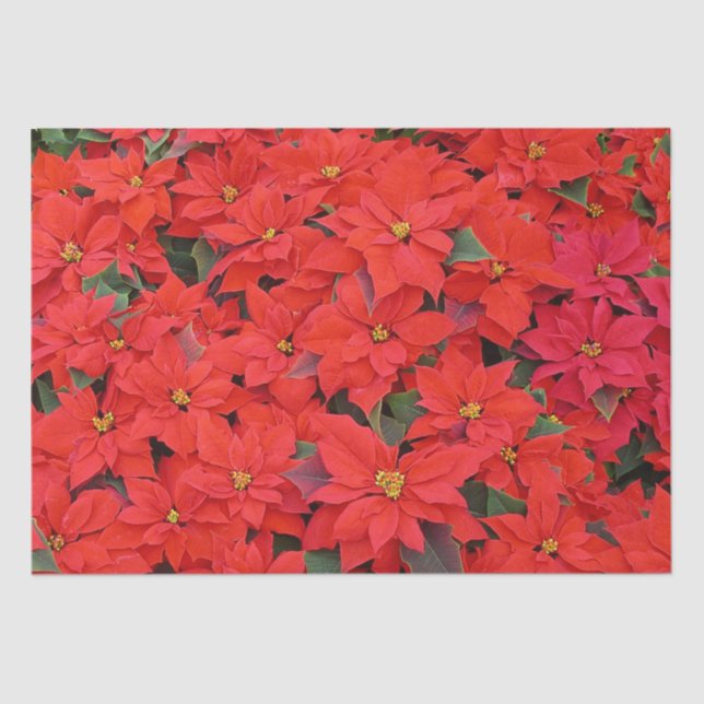 Papier Mousseline Red Poinsettias I Christmas Holiday Floral Photo (Recto)
