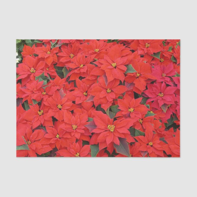 Papier Mousseline Red Poinsettias I Christmas Holiday Floral Photo (Recto)