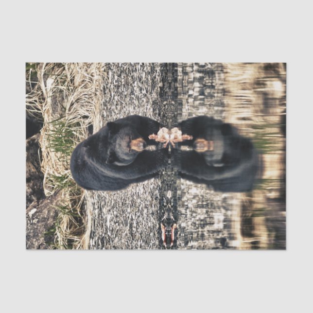 Papier Mousseline Réflexions d'ours noir (Recto)