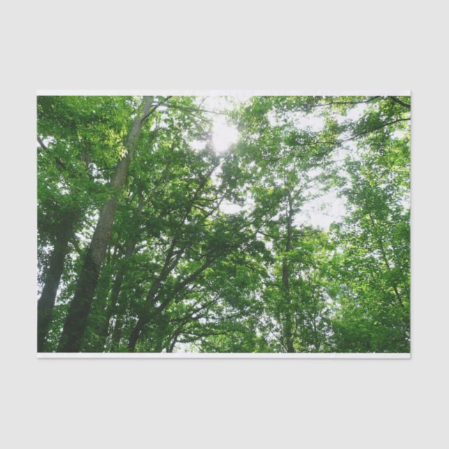 Papier Mousseline Regard sur les arbres d'été (Recto)