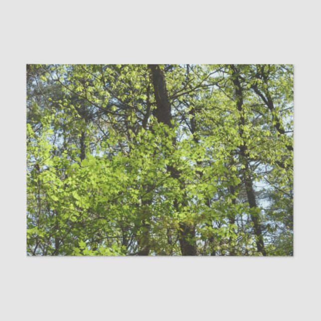 Papier Mousseline Ressource Feuille (Recto)