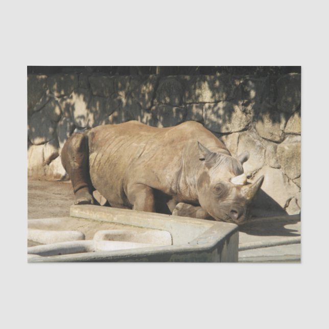 Papier Mousseline Rhino couché (Recto)