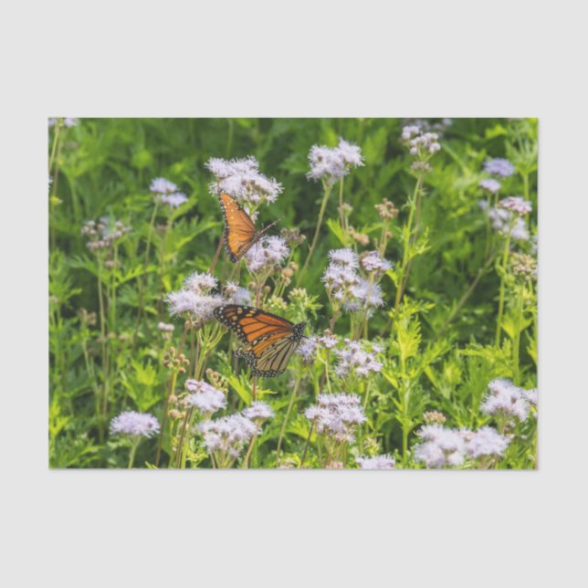 Papier Mousseline Roi et reine (Recto)