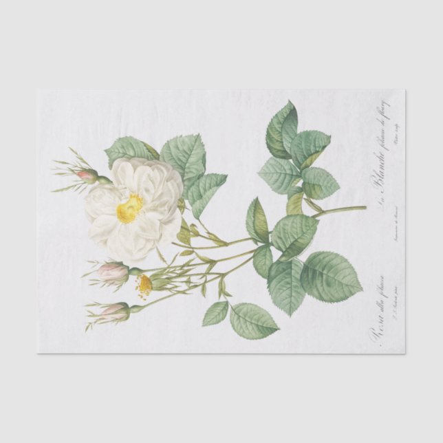 Papier Mousseline Rosa alba foliacea (Recto)