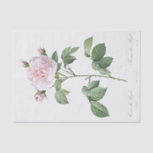 Papier Mousseline Rosa alba regalis