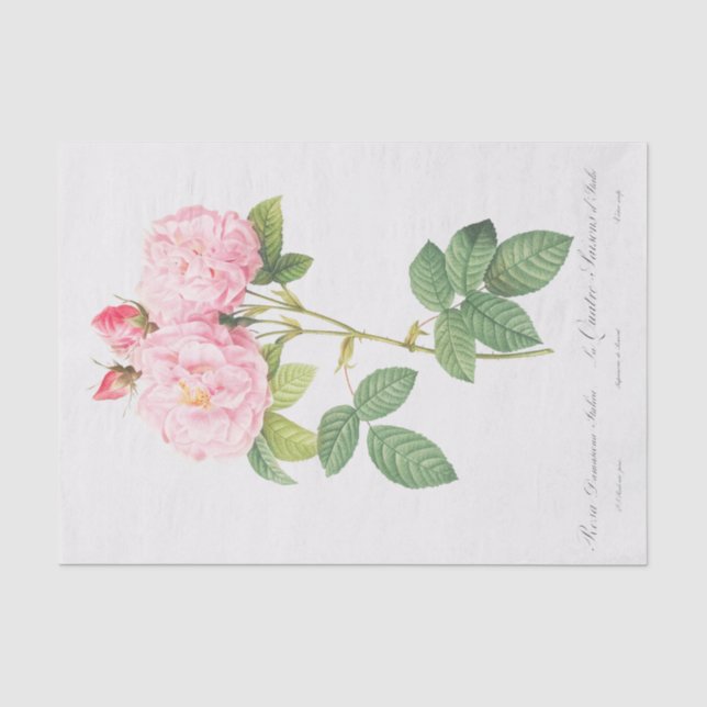 Papier Mousseline Rosa damascena Italica (Recto)