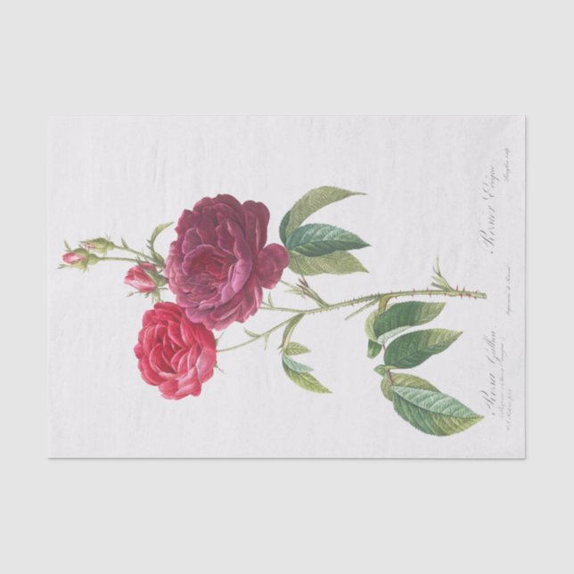 Papier Mousseline Rosa gallica (Recto)