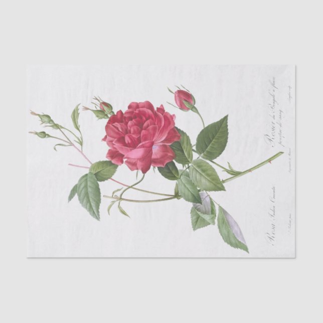 Papier Mousseline Rosa indica cruneta (Recto)