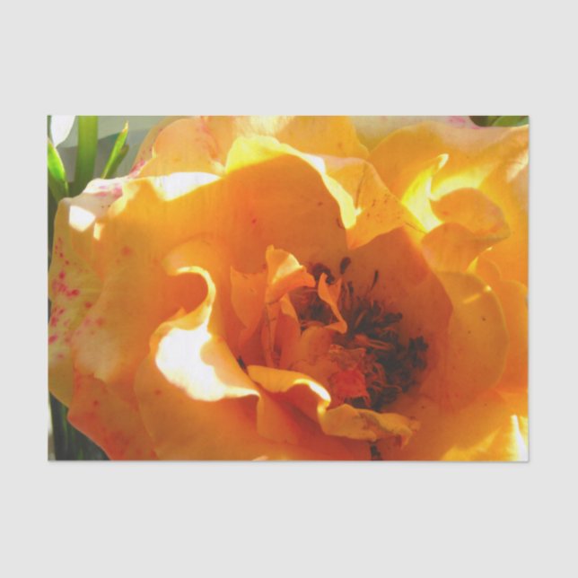 Papier Mousseline Rose assez orange (Recto)