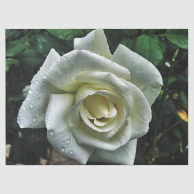 Papier Mousseline Rose blanche avec Arrière - plan foncé (Recto)