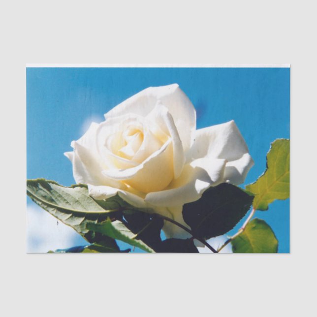 Papier Mousseline Rose blanche - Célébration de la vie (Recto)