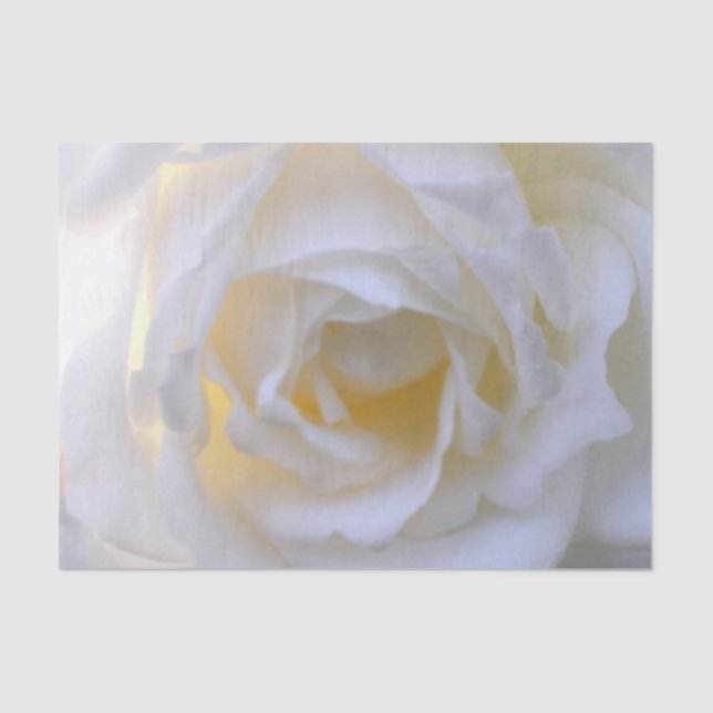 Papier Mousseline Rose blanche en flou (Recto)