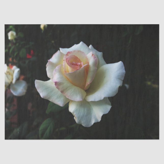Papier Mousseline Rose blanche simple (Recto)