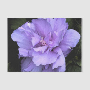 Papier Mousseline Rose de lavande de Sharon