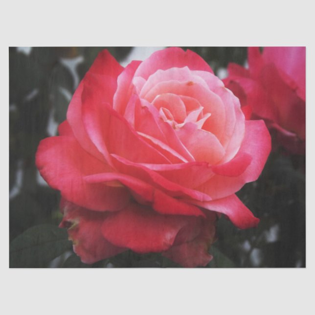 Papier Mousseline Rose Saumon unique (Recto)