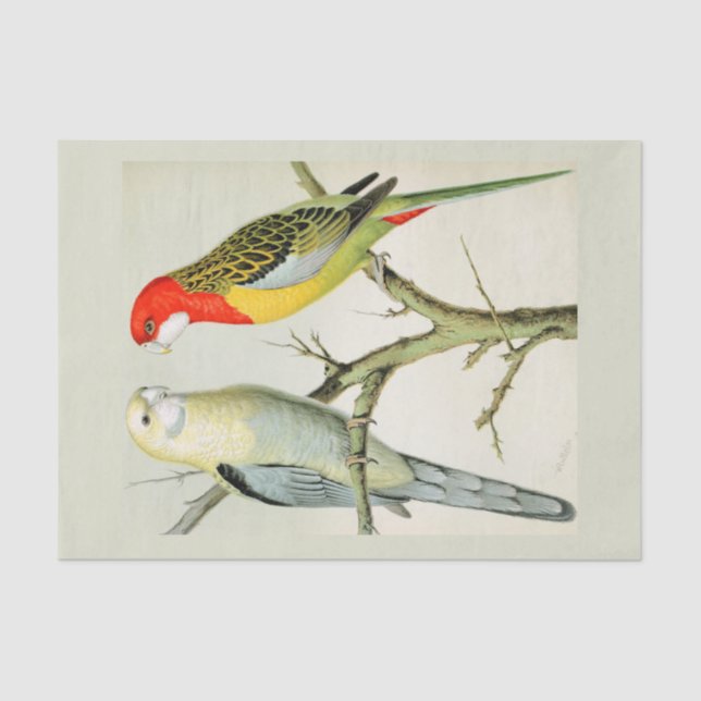 Papier Mousseline Rosella Parrakeets (Recto)