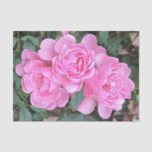 Papier Mousseline Roses pompon roses