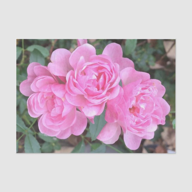 Papier Mousseline Roses pompon roses (Recto)