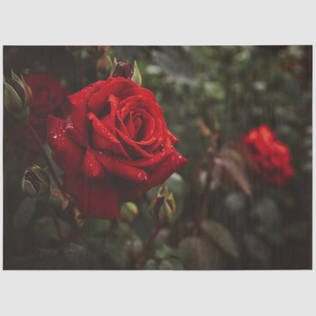 Papier Mousseline Roses Rouges Belle Florale 20x30 Découpage (Recto)