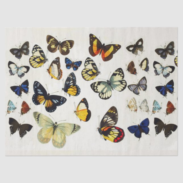 Papier Mousseline ROUGE JAUNE BLEU BLANC BUTTERFLIES Beauté Nature (Recto)