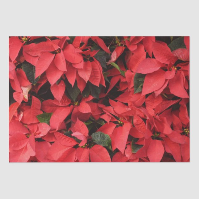 Papier Mousseline Rouge Poinsettias II Noël Fête Florale (Recto)