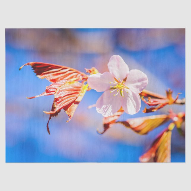 Papier Mousseline Rouge Sakura bleu ciel (Recto)