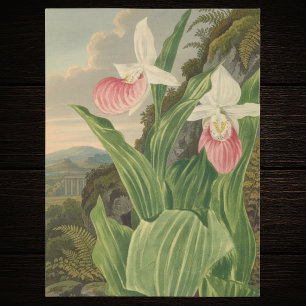 Papier Mousseline Sabot de Vénus Fleur de Orchidée Botanique Florale