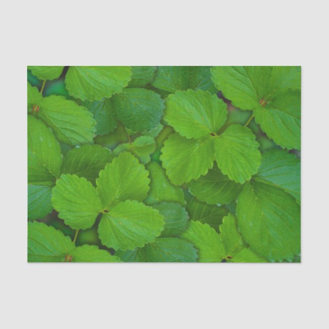 Papier Mousseline Saint Basil Tulsi Green Mint Feuilles (Recto)