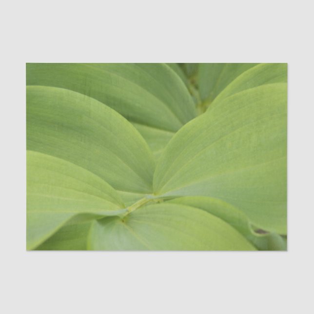 Papier Mousseline Sceau de Salomon (Recto)