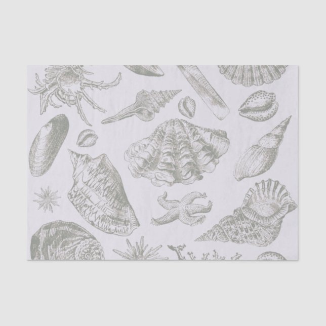 Papier Mousseline Seashell Soft Antique Art Beach Shops (Recto)