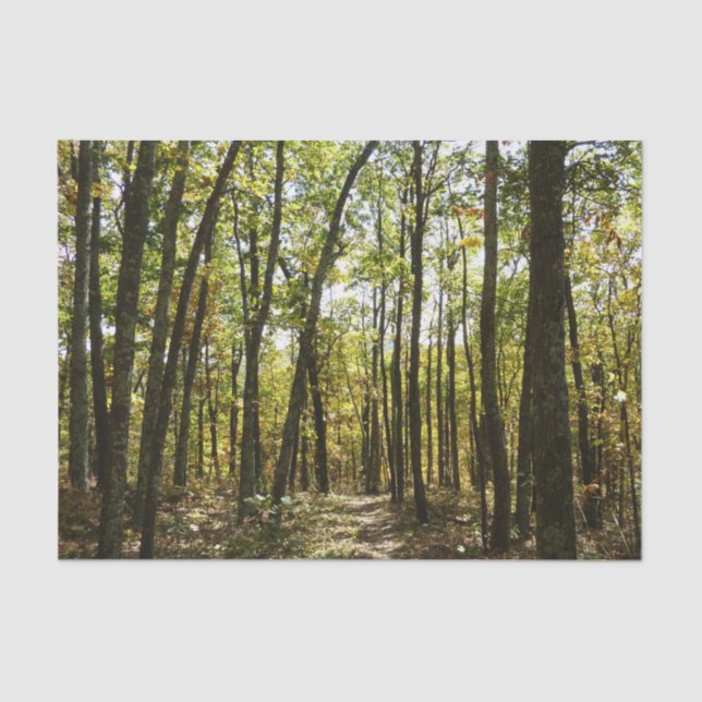 Papier Mousseline Sentier des Appalaches en octobre à Shenandoah (Recto)