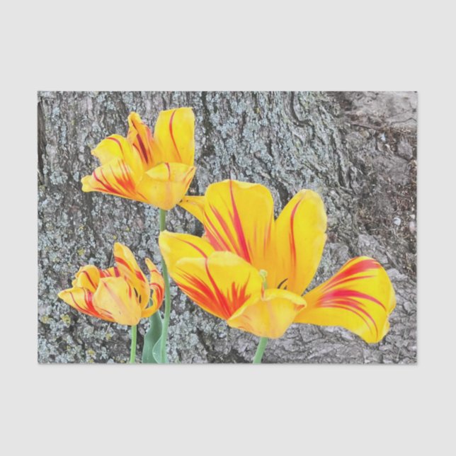 Papier Mousseline Séquence de trois tulipes jaunes / (Recto)