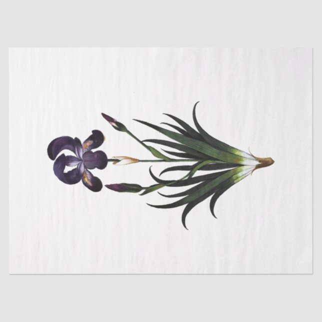 Papier Mousseline Série Queen Bee Design 62 (Recto)