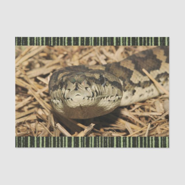 Papier Mousseline Serpents de papier de tissus (Recto)