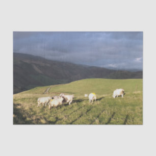 PAPIER MOUSSELINE SHEEP DE MONTAGNE