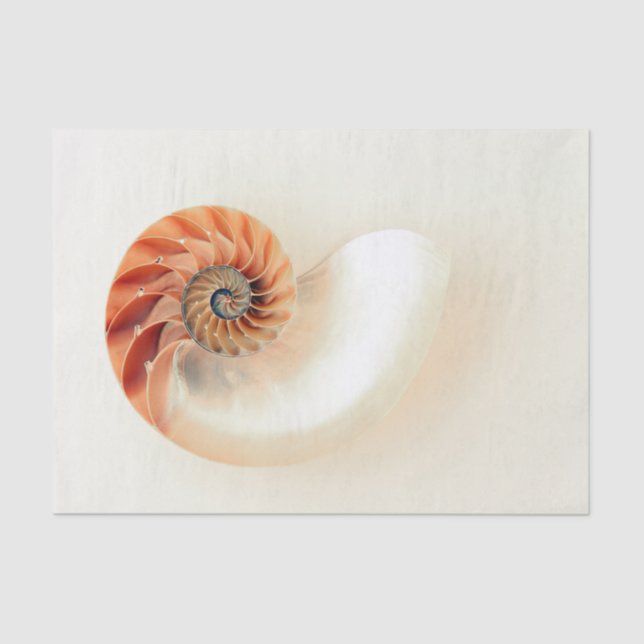 Papier Mousseline Shell de la vie (Recto)