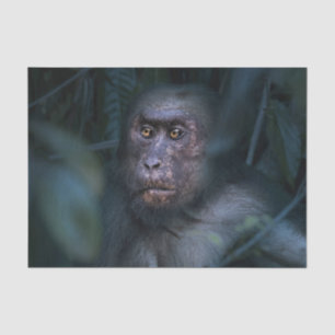 Papier Mousseline Singe dans la jungle
