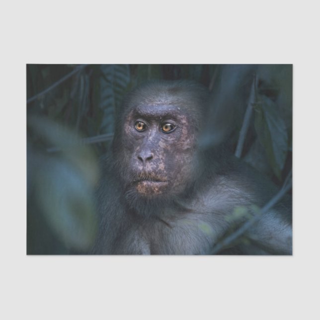 Papier Mousseline Singe dans la jungle (Recto)