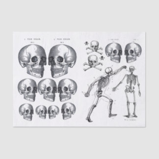 Papier Mousseline Skeleton Skuls Skull n Bones Decoupage Collage Ti