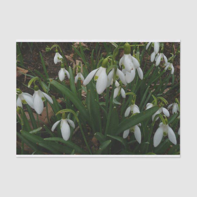 Papier Mousseline Snowdrops I (Recto)