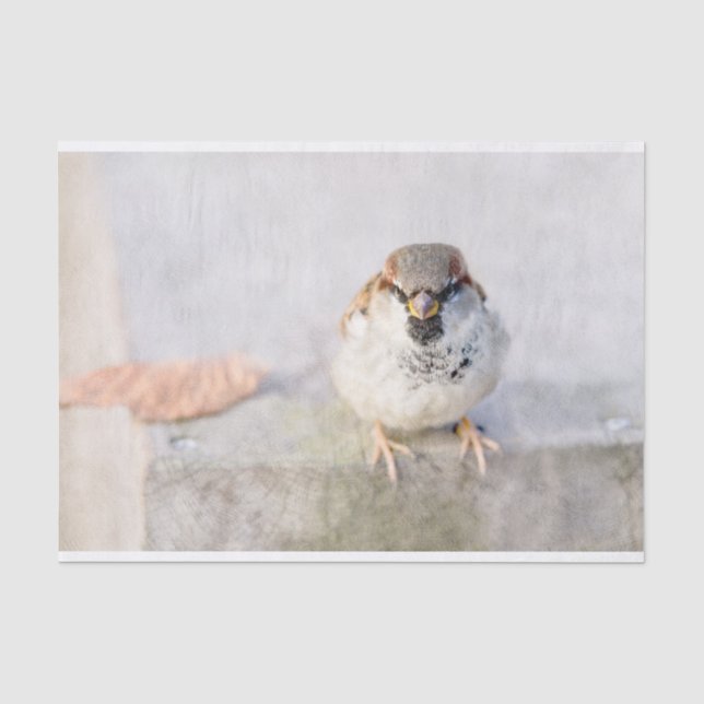 Papier Mousseline Sparrow - Le Guerrier (Recto)