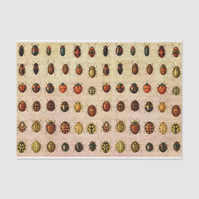 Papier Mousseline Spécimen de coccinelle vintage Motif Insecte antiq (Recto)