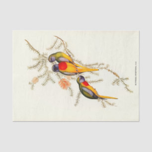 Papier Mousseline Splendide Parakeet En Herbe, Découpage