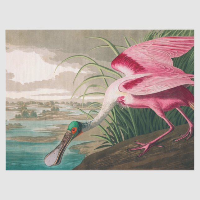 Papier Mousseline Spoonbill sur le roseate par John James Audubon (Recto)
