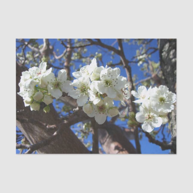 Papier Mousseline Spring Flowering Pear Tree (Recto)