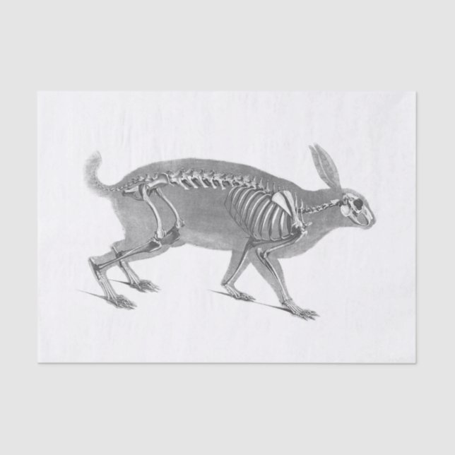 Papier Mousseline Squelette vintage effrayant (Recto)